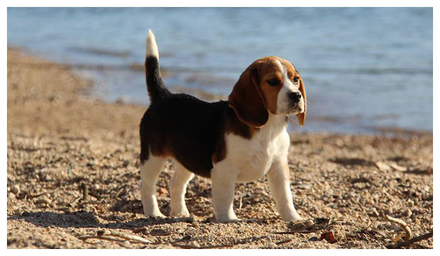 Cão Beagle