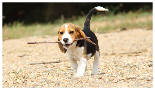 Cão Beagle
